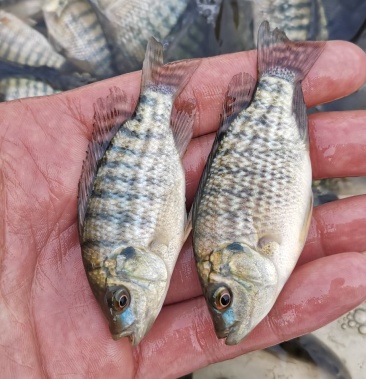 [羅非魚苗批發]雜交單性脆肉羅非苗,青寶路羅非魚苗一手貨源量大從優