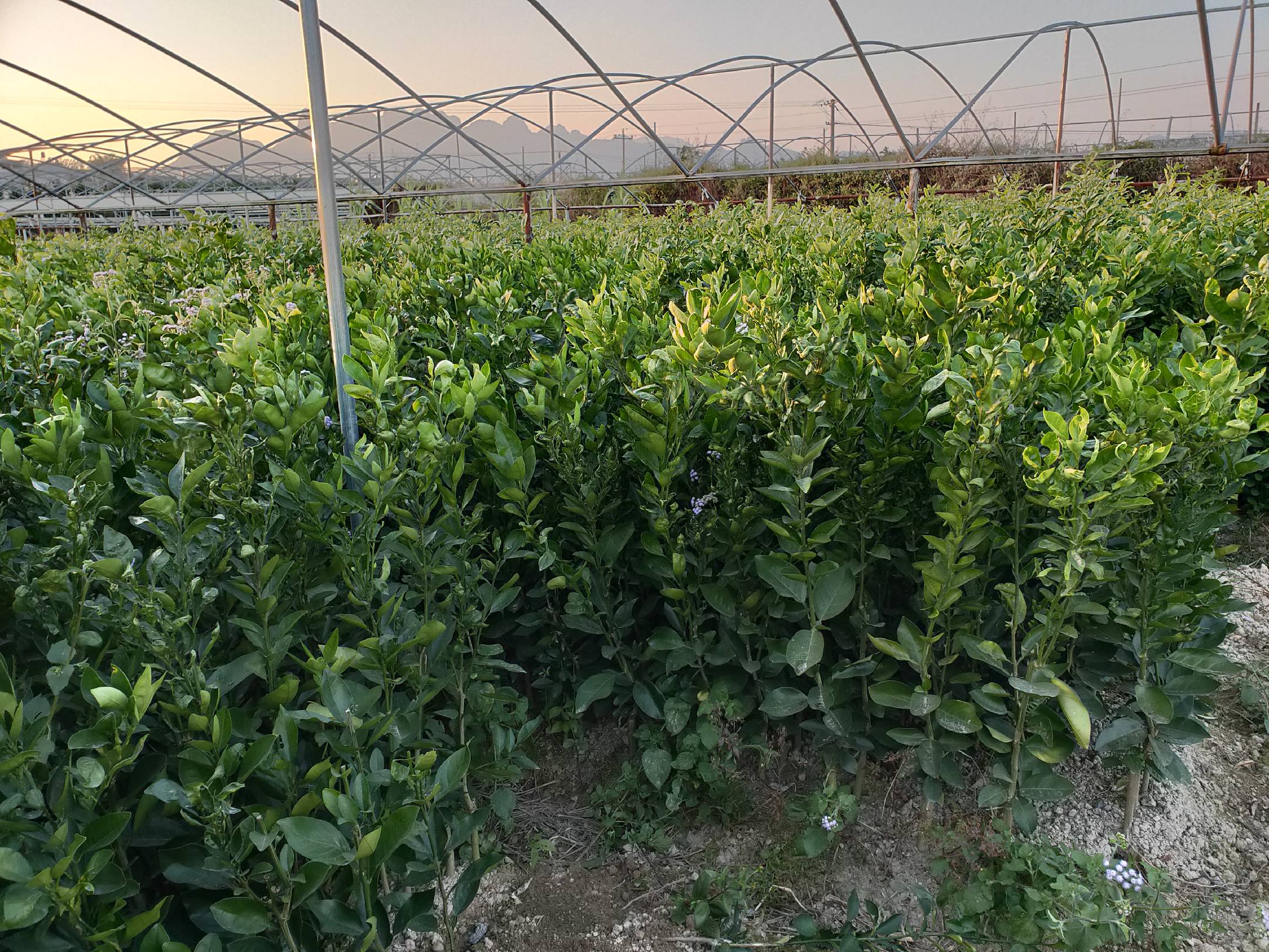 葡萄柚温室种植场景