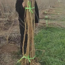 绿化占地绿化桑，3到8公分，无籽大十，蛋白桑，嫁接桑