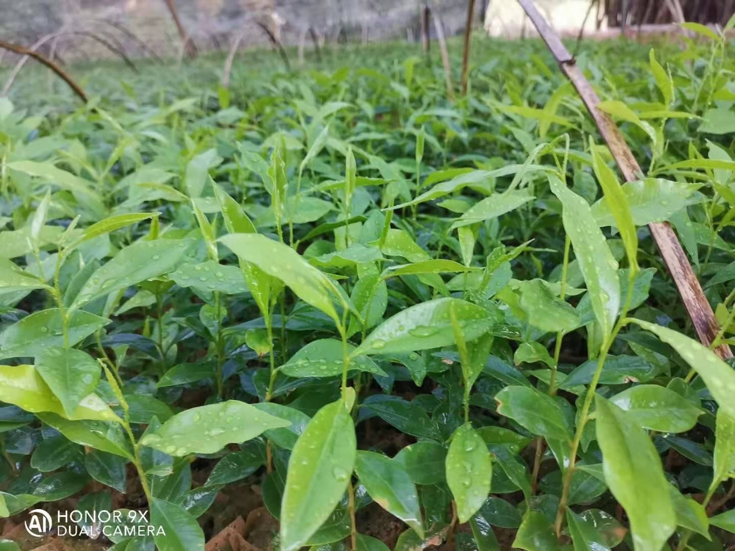 一代奇楠沉香苗虎斑棋红金猊糖结油叶子黑珍珠