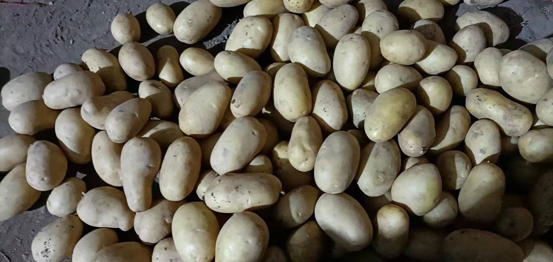 226土豆与228土豆块茎实物对比图