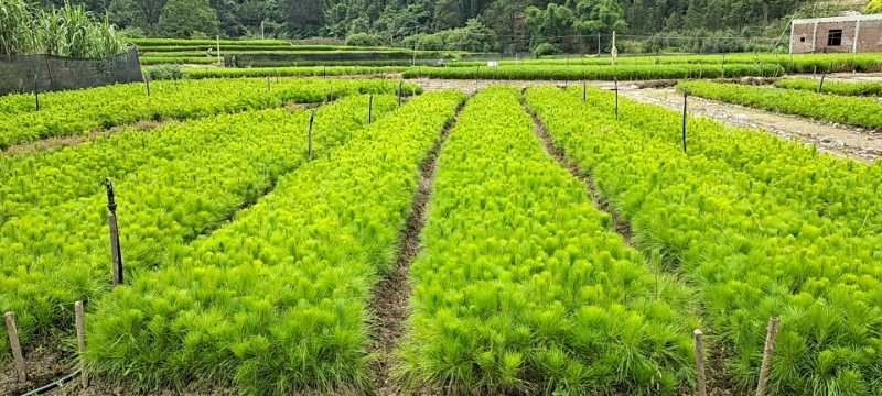 白皮松价格 白皮松信息