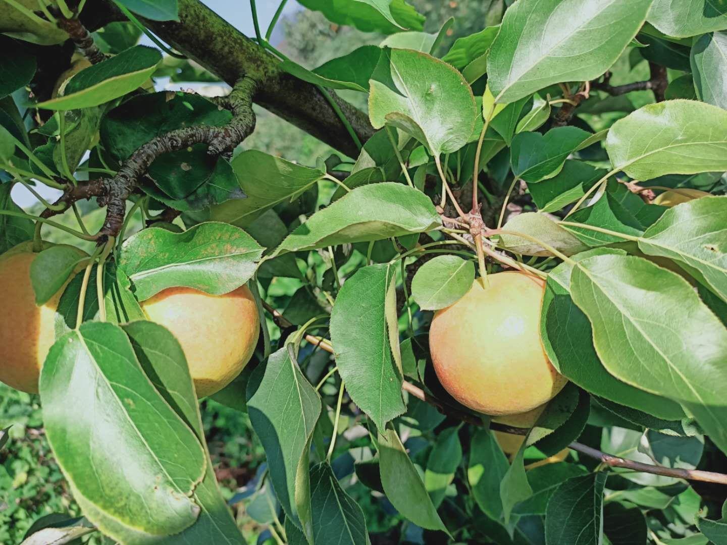 南果梨成熟前后对比图