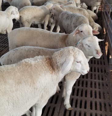 [肉羊批发]山东正宗胚胎移植澳洲白种公羊包送包技术指导价格2500.