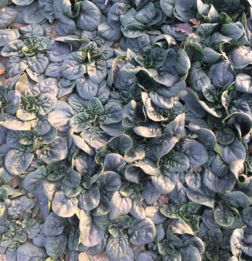 精品趴地菠菜,1.4元每斤包上车,色泽鲜亮,手工好!