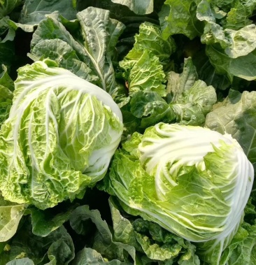 东京868大白菜,新乡小包23,秦白2号