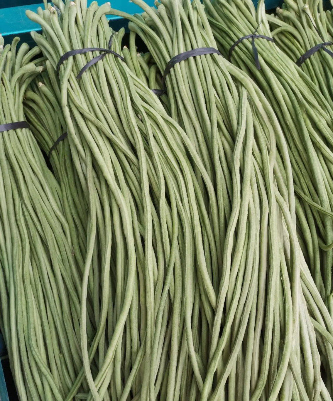 [豆角批发]【供应电商批发市场商超】山东长豆角豇豆基地价格0.60元/