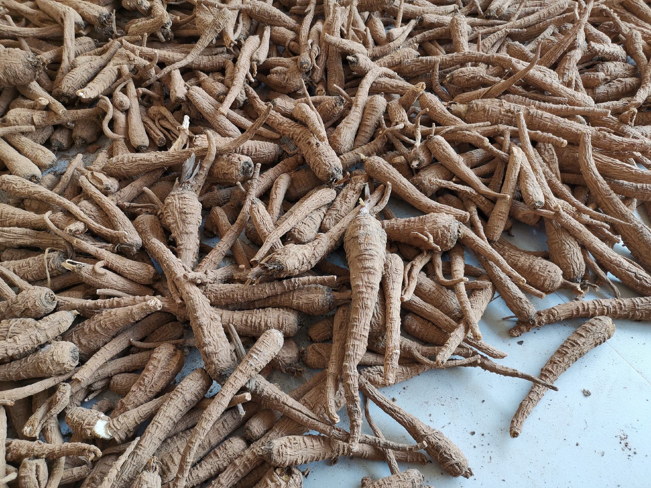 白芷植株与干燥根部对比图