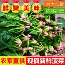 [精选]大叶菠菜产地大量供应质量保证，量大从优欢迎订购