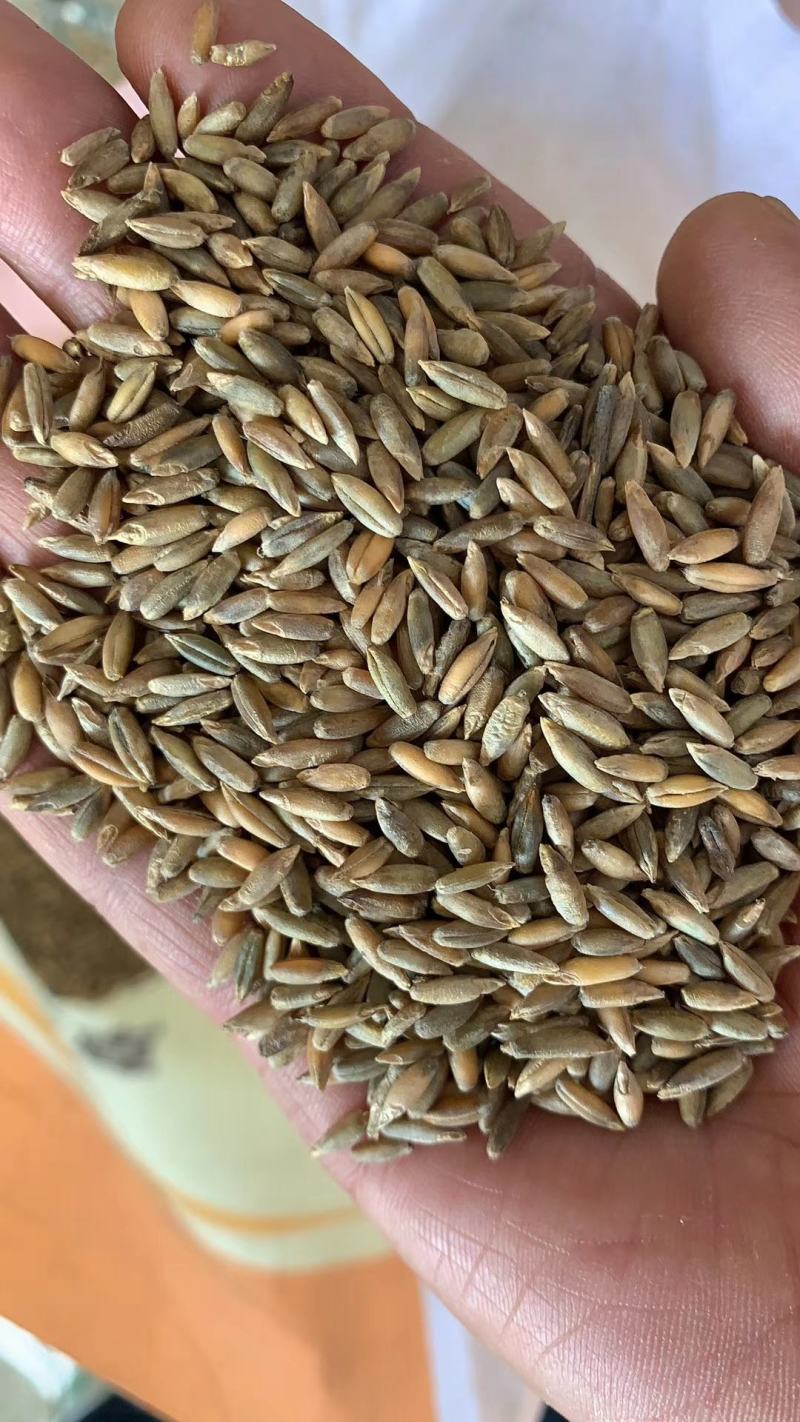 进口多年生黑麦草种子四季播牧草种籽高产养殖猪牛羊鸡鸭鹅鱼