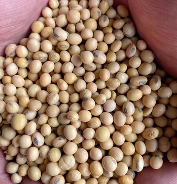 安徽高品质大豆,适用于做各种豆制品加工和榨油专用