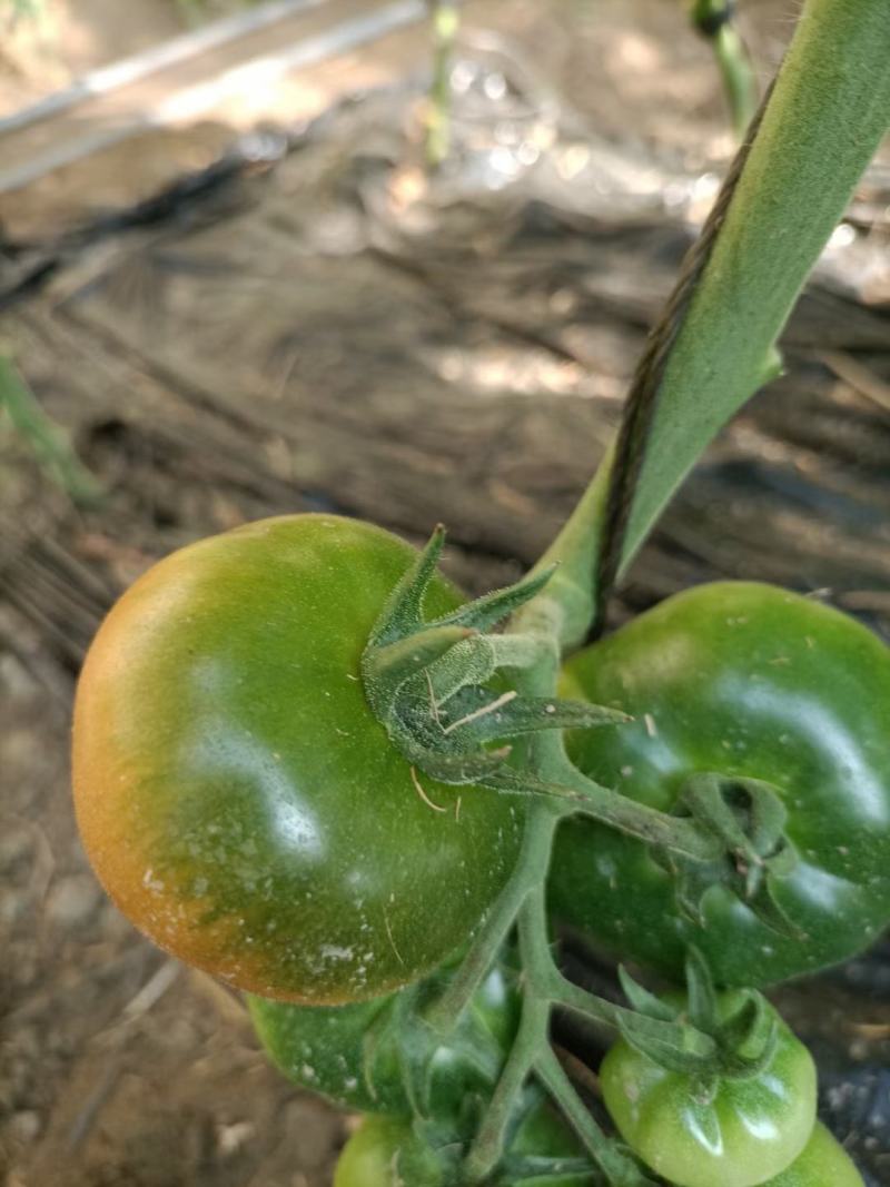 草莓柿子口感杠杠滴喜欢的来,精彩六号,精彩八号,碧娇小柿