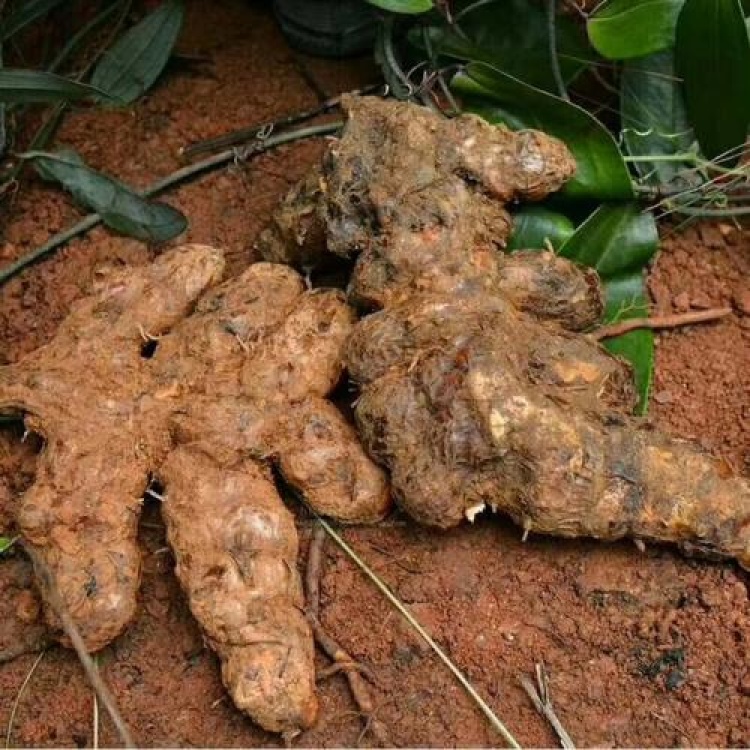[土茯苓苗批发]土茯苓苗 广西土茯苓苗(产量高)批发价出售包售后欢