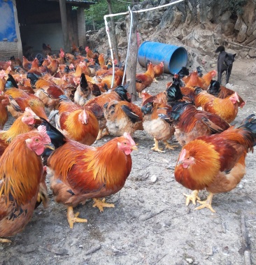 活鸡广东清远阳山麻黄鸡 【玉米散养】自养自销 9斤左右重