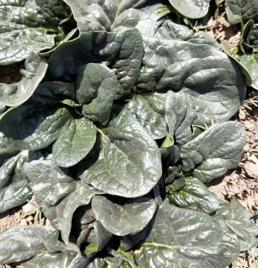 趴地圆叶精品小菠菜510公分精品趴地菠菜