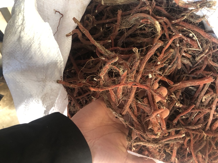 茄子参实物图,展示其根茎形态,呈深褐色,表面有纵向纹路 茄子参实物图