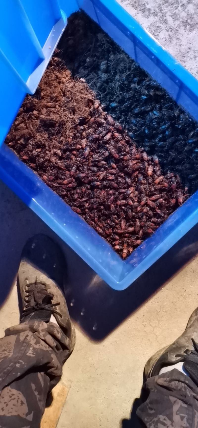 [批发]广西来宾武宣县 1.80元/个竹虫种苗大量供应!价格实惠 _ 一亩田