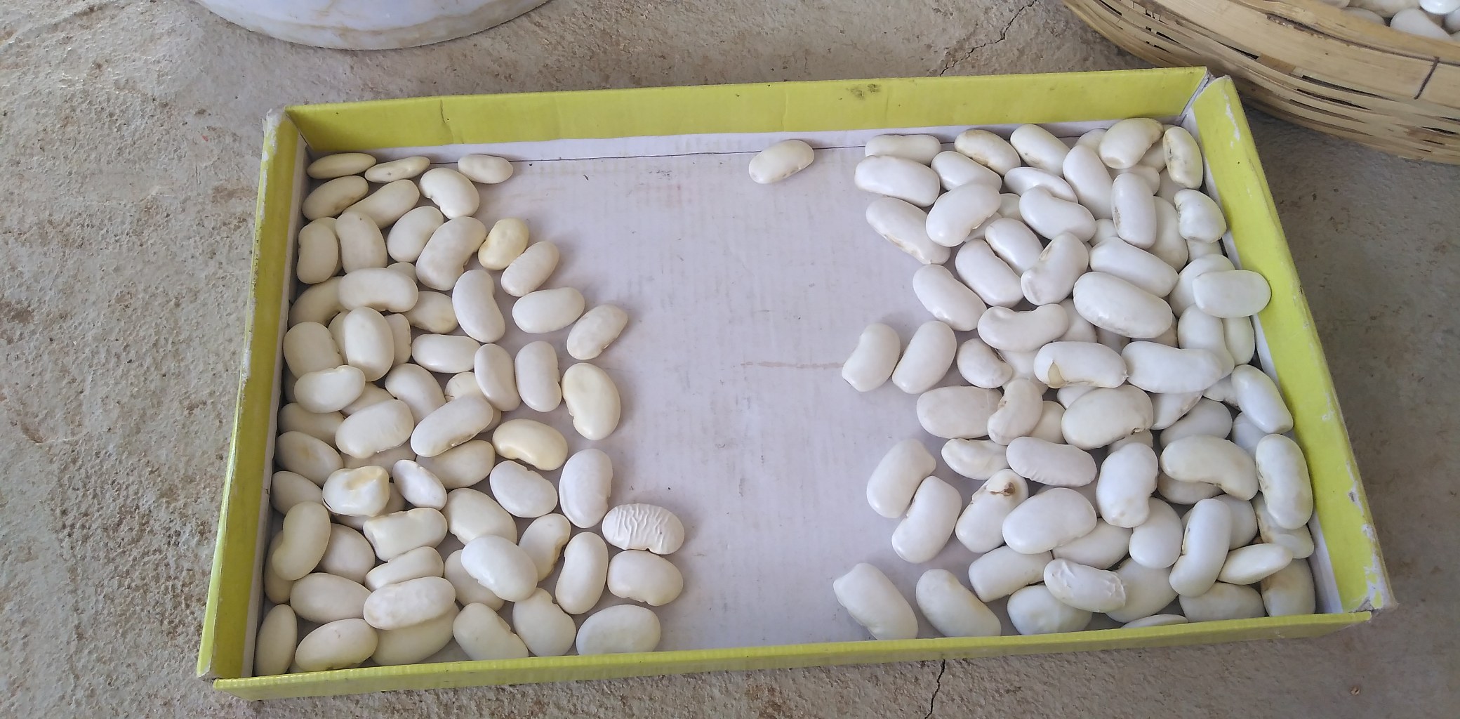 白扁豆豆浆搭配红枣枸杞