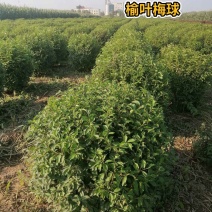 河北榆叶梅球，河北榆叶梅球供应
