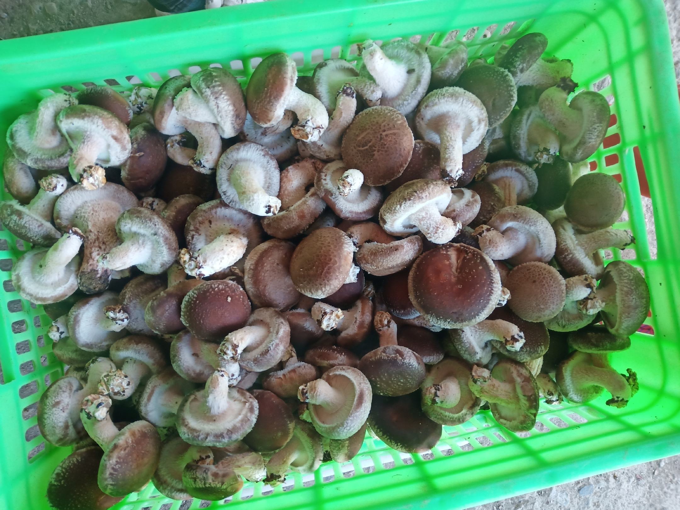 干香菇密封保存方法