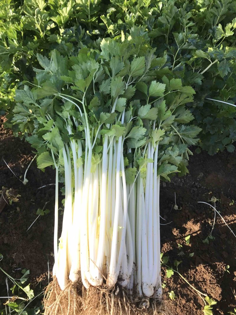 白芹菜!杆子长,品质好!