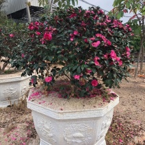 精品茶梅高1.2米冠1.5米种植基地大量现货低价批发