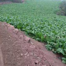 原产地榨菜保质保量订多包送