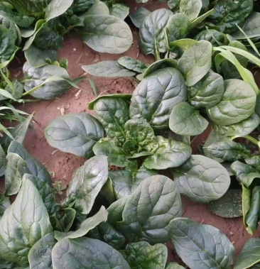 河南趴地菠菜大棚趴地菠叶片肥厚手工干净抗寒耐运输