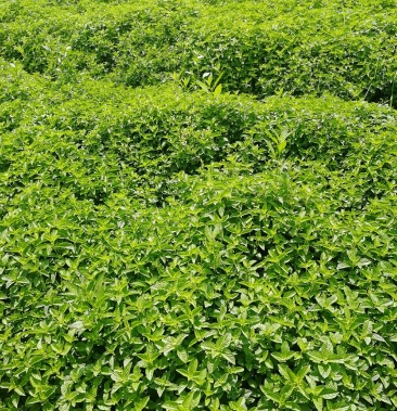 大量批发本地凉粉草和越南印尼进口凉粉草仙草