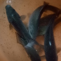 大量供应鲫鱼鲫鱼鲫鱼鲫鱼鲫鱼鲫鱼鲫鱼鲫鱼供应鱼苗鲫鱼鲫鱼