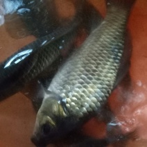 买家首页推荐鲫鱼，中科三号银鲫，鲫鱼，鲫鱼水产养殖基地价格优