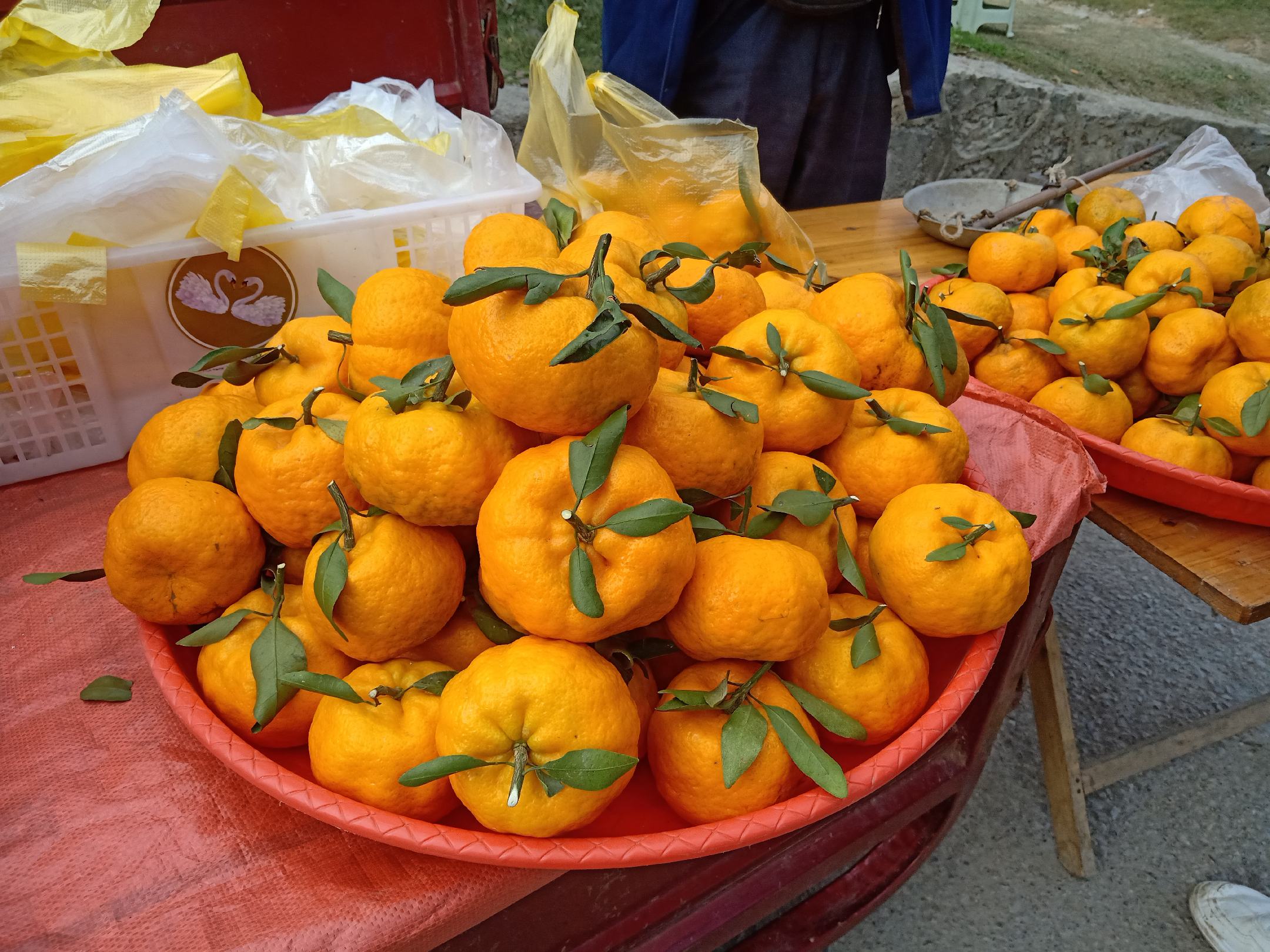 一位孕妇正在挑选新鲜的金桔,背景为自然光线下的水果摊,展示健康饮食场景 孕妇手拿金桔