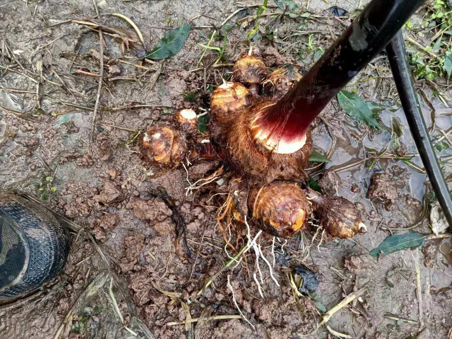 毛芋头采收现场：工人正在挖掘并整理新鲜芋头