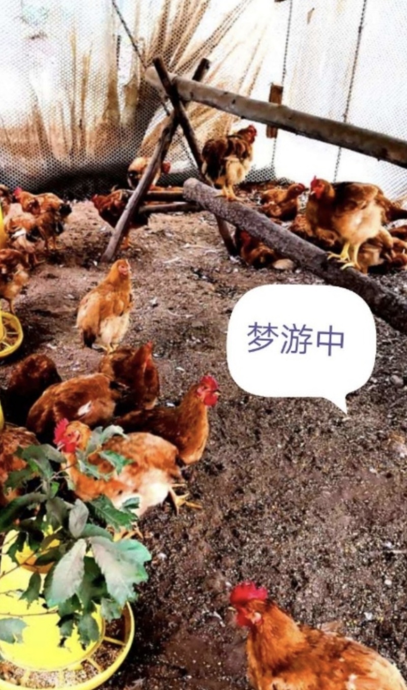 【精品】辽宁龙母庄园土鸡 农家养殖 保质保量 欢迎选购