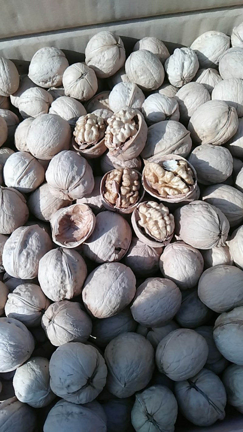 新疆干果核桃薄皮核桃纸皮核桃烤核桃优质低价