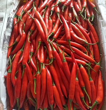 广东特产红辣椒美人椒中红海花产地顺丰到付