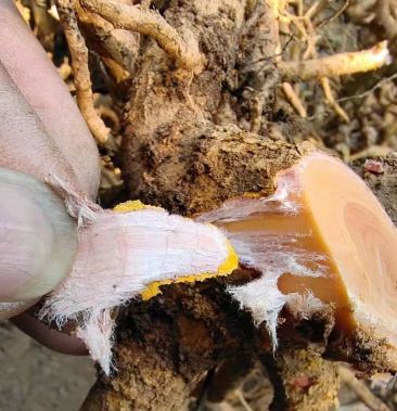 野生黄杜仲疏花卫矛山杜仲土杜仲全根