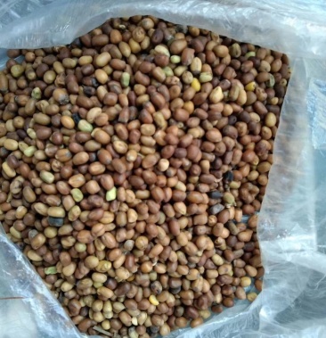 [苦参种子批发]2020年新产苦参子价格4.50元/斤 - 一亩田