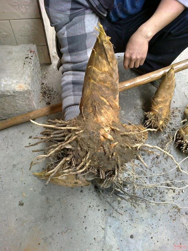 大型楠竹苗竹子苗竹根苗楠竹鞭冬笋春笋种根苗毛竹种根苗庭院