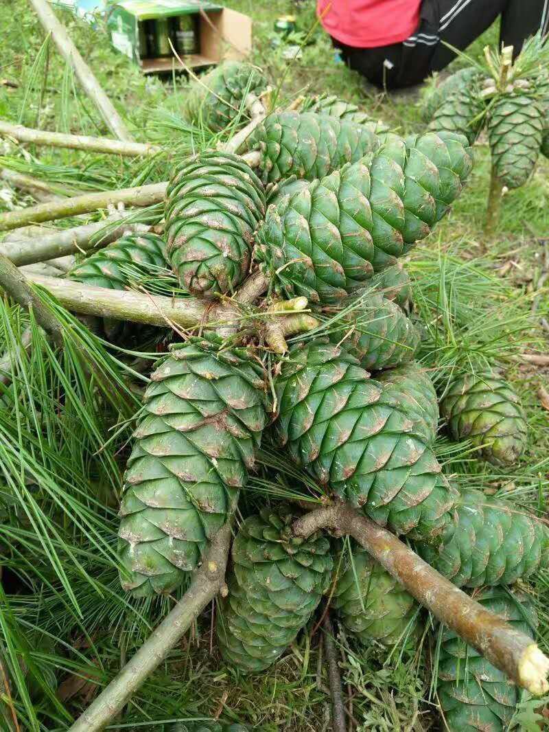 华山松松子新品松子生松子