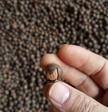 圆茶籽茶叶籽半干货榨油做种