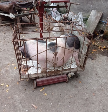 出售香猪年猪自繁自养粮食养殖周期长在成都彭州蒙阳镇