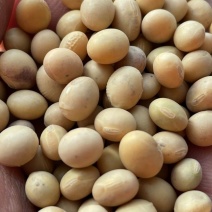 国内外各种黄豆大豆饲料豆榨油豆等乌拉圭黄豆