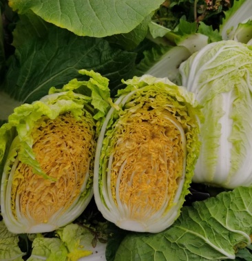 湖北天门娃娃菜黄心娃娃菜玲珑黄