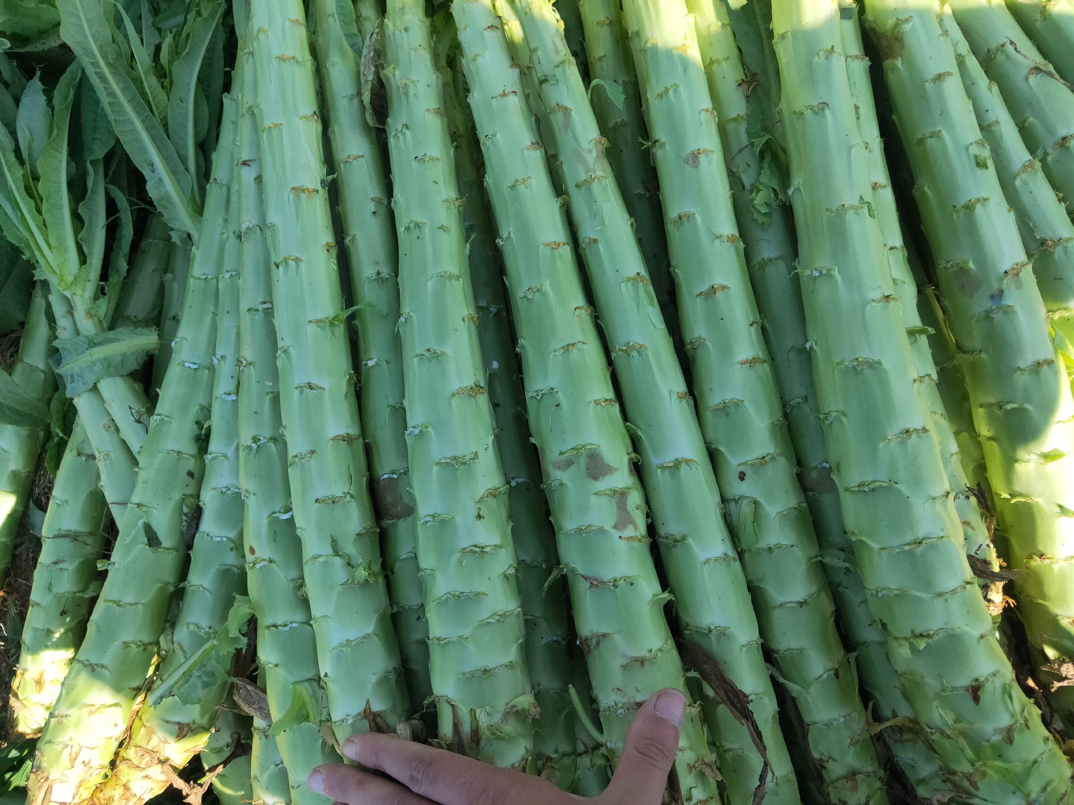 青皮莴笋与红皮莴笋外观对比图