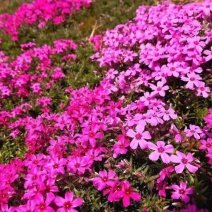基地直销丛生福禄考（芝樱，三色齐全，欢迎采购）