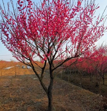 嫁接梅花樹苗紅梅臘梅綠梅樹樁盆景美人梅榆葉梅苗庭院盆栽梅