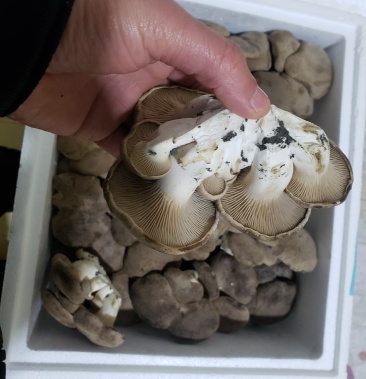 [鸡腿菇批发]雪莲菇价格70.00元/斤 - 一亩田