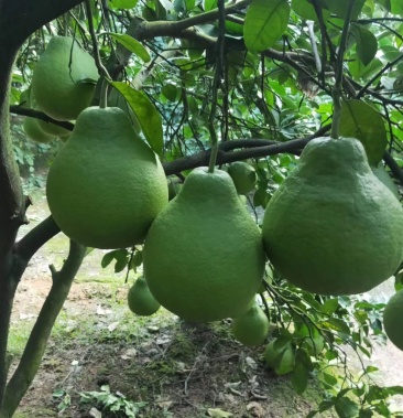 [沙田柚批发]广西桂林阳朔兴坪镇,热销【沙田柚】全是老树柚子,产地