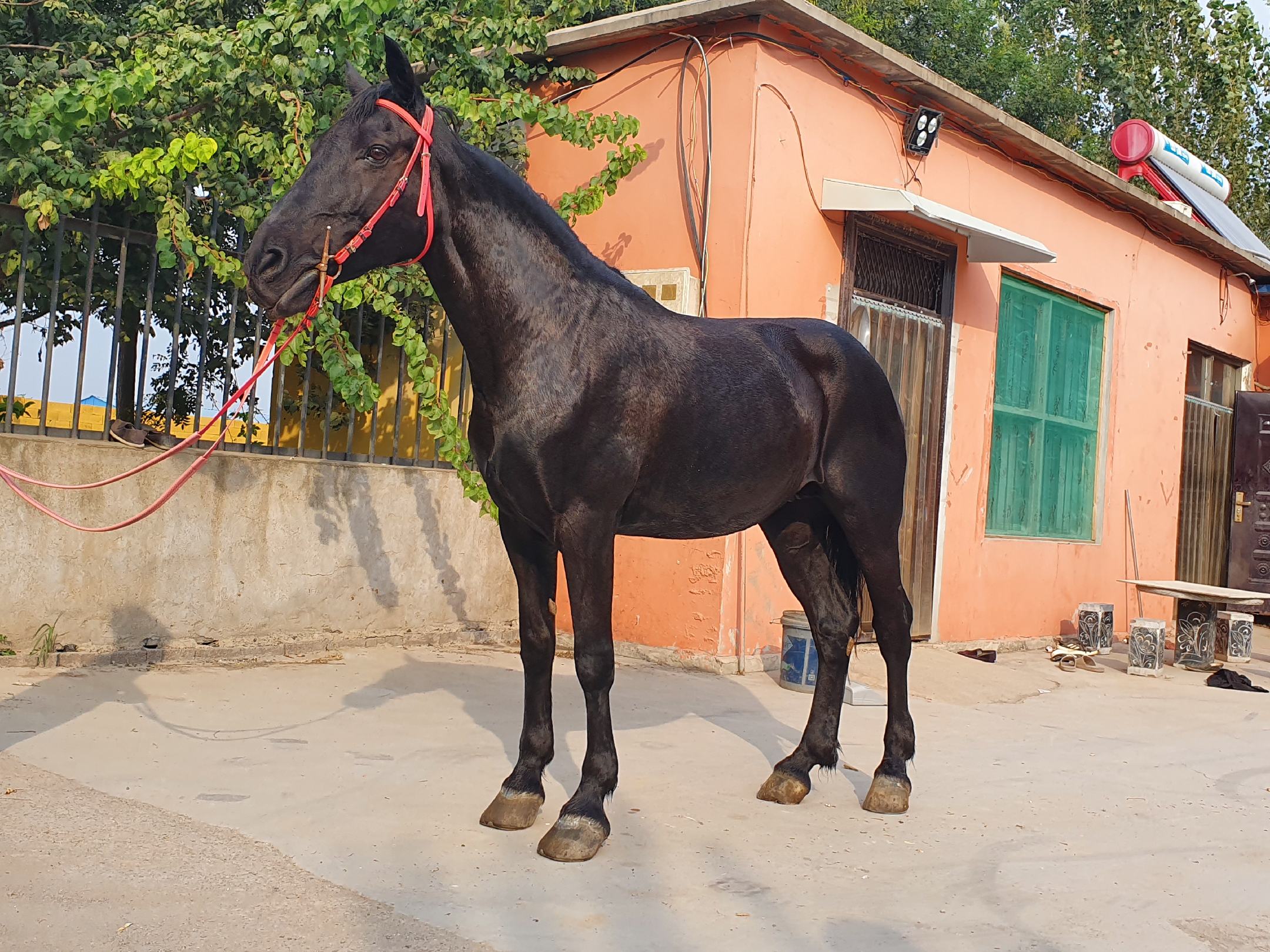 设特兰矮马在草地中奔跑的动态画面